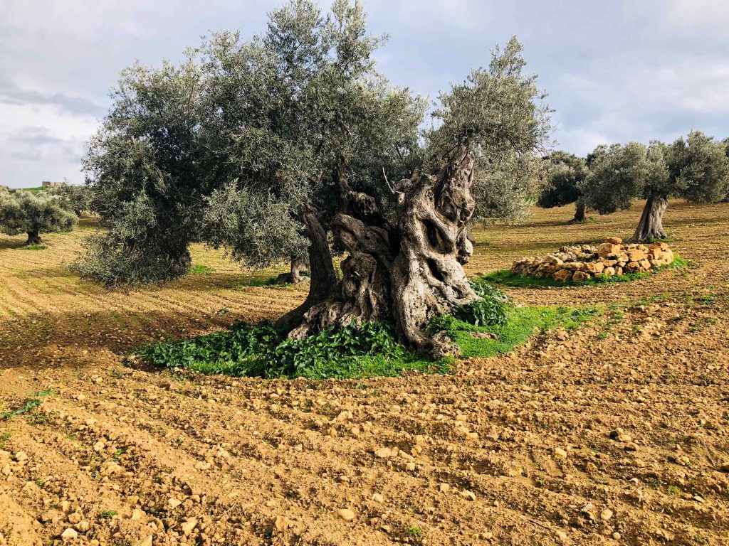 Akalli olive oil